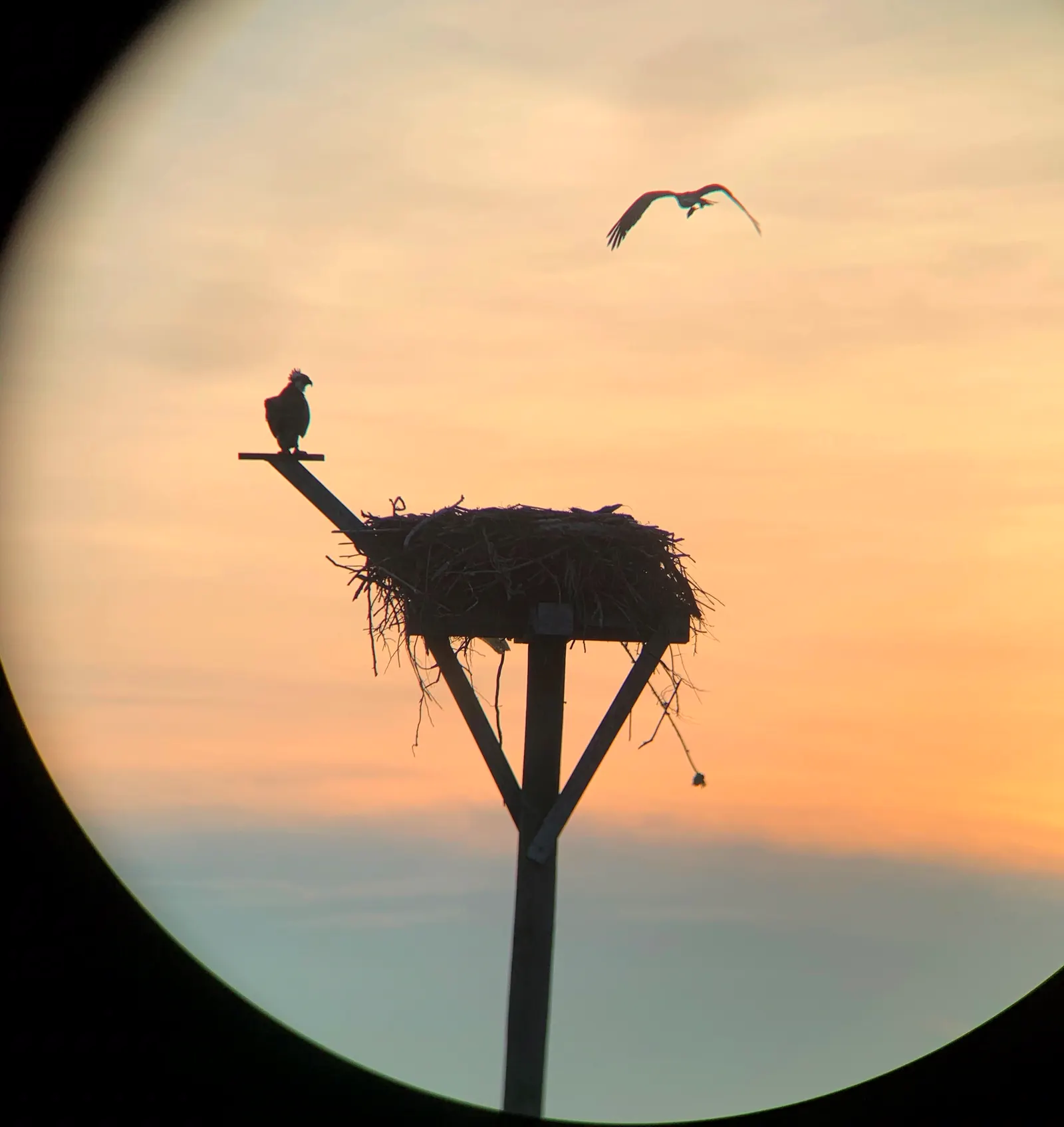 Blick durch ein Fernglas: Fischadlerpaar auf einem Nistmast vor Abendhimmel im runden Bildkreis