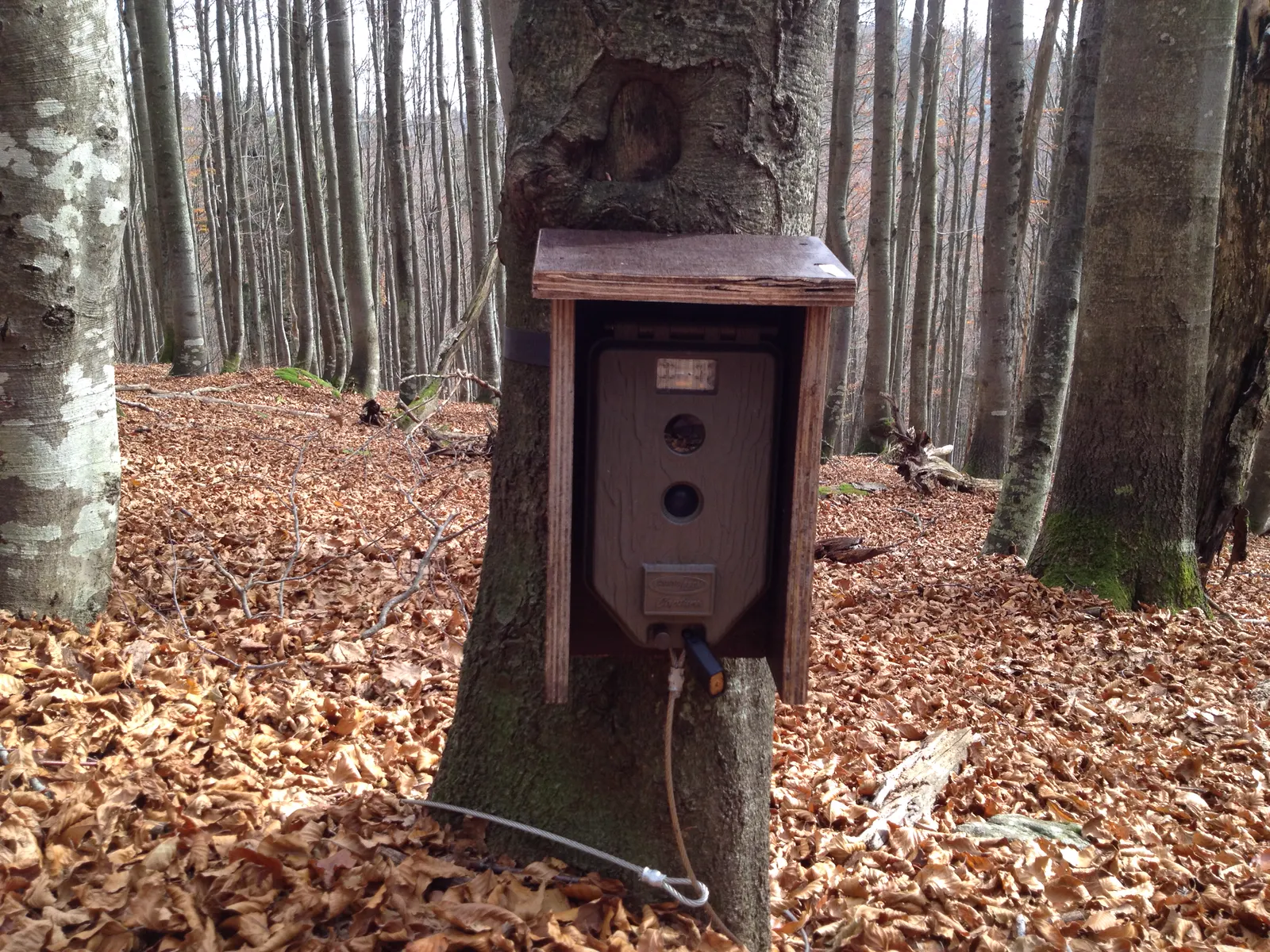 Wildkamera in einem Holzkasten an einem Baum im Buchenwald mit Herbstlaub