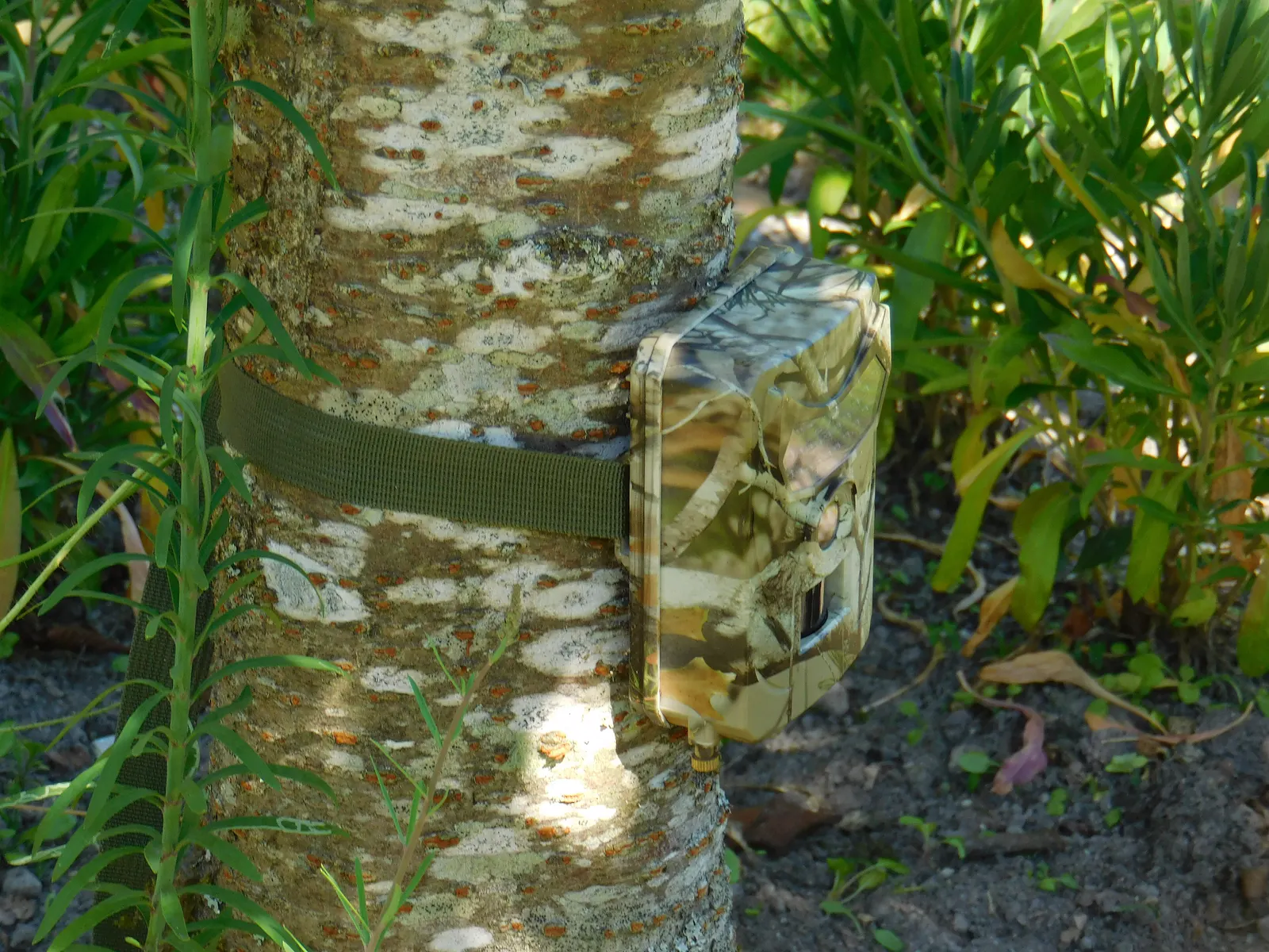 Getarnte Wildkamera mit Gurt an einem hellen Baumstamm befestigt